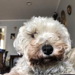 Moochi Poochi