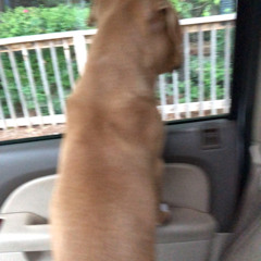 ROB.MICS.BIGGEST.FANS.