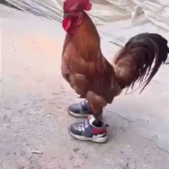 roostawitdafade