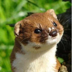DrWeasel