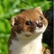 DrWeasel