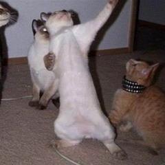 kucing jj
