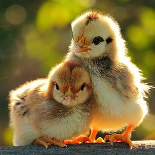 Stream Y2Mate.is Chupke se x Meeting in my bed RemixLqv6Socoq7s160k