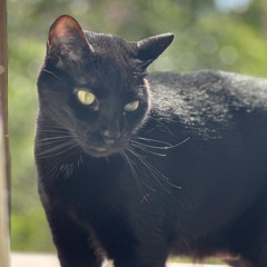 Tika
