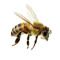 KING BEE