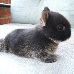 buncake