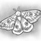 nidma_