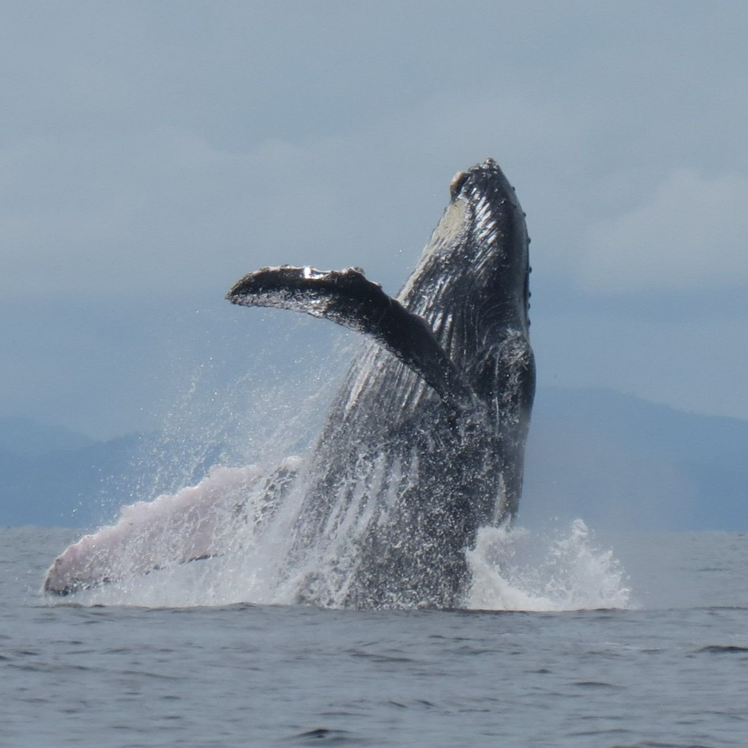 Stream Whale & Dolphin Wisdom Retreats music | Listen to songs, albums,  playlists for free on SoundCloud