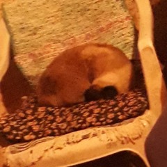 KOKUTY ANH-Ã KOKUTY APELÃO