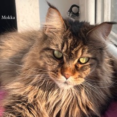 biskblissin