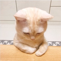 도리도리