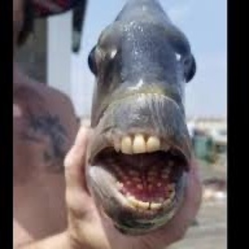 ITSA SPOOKY FUNK!!!!!!!!