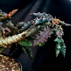 AnomalousObscura