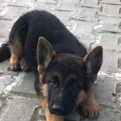 victor