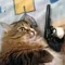 Revolver Cat
