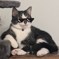 Bonnietelo Cole