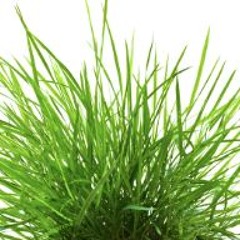 Grass