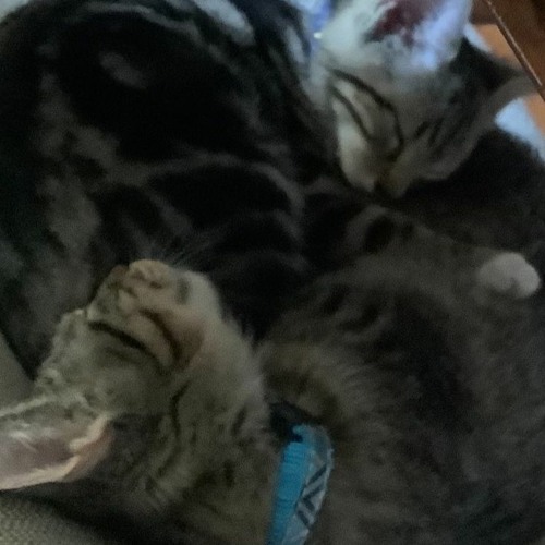 Stream IAmObsessedWithMyCats music Listen to songs, albums