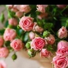 Ahmed Fathysoliman Soliman