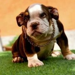 Josua Guerra Ordoñez