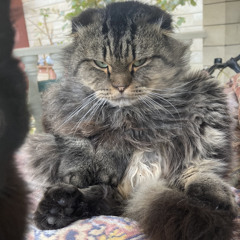 Sultan