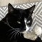 Pizza_Cat55