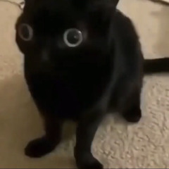 teyoo
