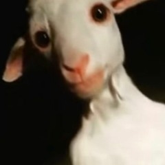 yoongz