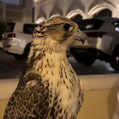 ٣ً