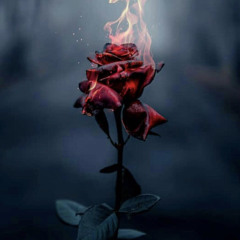 Awa_Rose