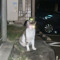 脳ZILL