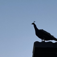 Martin Meister-Mohana-Murali dasa