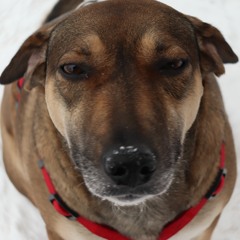 BigDogSKrrrrrrrrrrrrrrrrrrrr