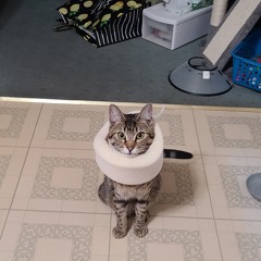 tommie