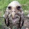 wet owl