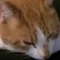 Meh cat and meh
