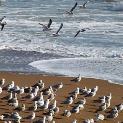 Radio magique Emission 1 CE2A