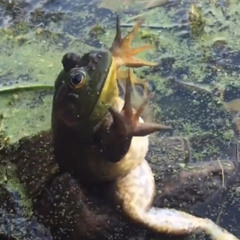 Sær