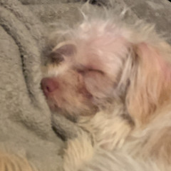 i love mexican slum rats