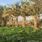 Youssef Ali