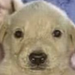 thefrostyperson