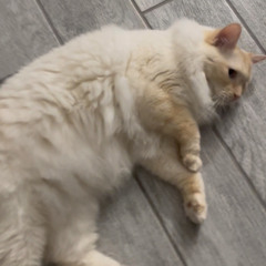cant be bothered