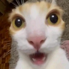 4noth3r chipchip