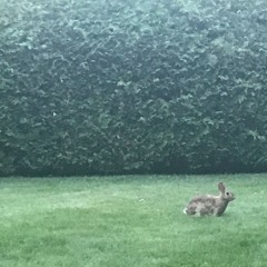 Guillaume Jabbour ~ audio