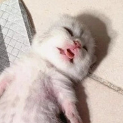 ૮ ˶ ˆ ᴥ ˆ ˶ ა