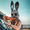Bezz Bunny