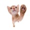 -NUGGET-