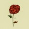 RoseCode
