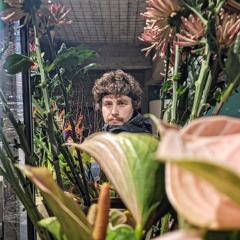 adamo