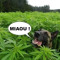 BongoNico